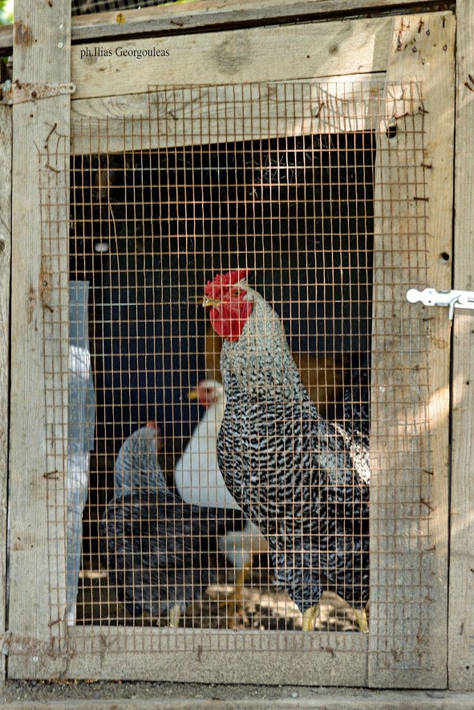 chicken shed at Pyrgos Vasilissis winery outside
